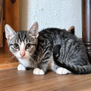 Navy Bean -  Tabby and Domestic Short Hair Cat for Adoption in Friendswood, Texas - Navy Bean | PetCurious