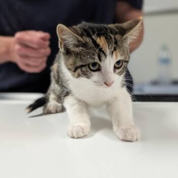 Elouise -  Domestic Short Hair Cat for Adoption in Canton, Illinois - Elouise | PetCurious