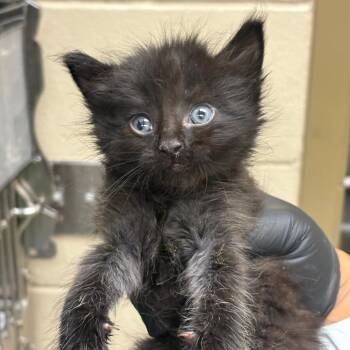 Ghostface- Red -  Domestic Short Hair Cat for Adoption in Winston-salem, North Carolina - Ghostface- Red | PetCurious