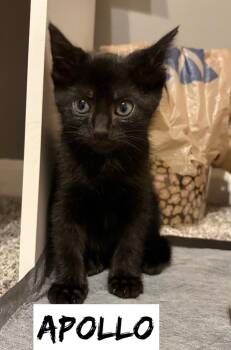 Greek boys : Apollo -  Domestic Short Hair Cat for Adoption in Aurora, Indiana - Greek Boys : Apollo | PetCurious