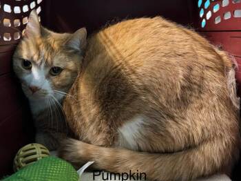 Domestic Short Hair Cats Available for Adoption - Pumpkin | PetCurious