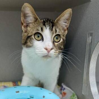 Tucker -  Domestic Short Hair Cat for Adoption in Atlanta, Georgia - Tucker | PetCurious