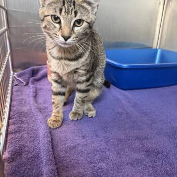 Cartier -  Domestic Short Hair Cat for Adoption in Brookings, South Dakota - Cartier | PetCurious