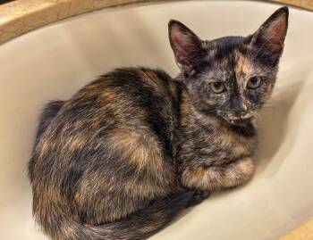 Juli -  Tortoiseshell and Domestic Short Hair Cat for Adoption in Pompano Beach, Florida - Juli | PetCurious