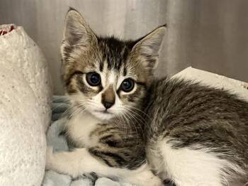 GABBY -  Domestic Short Hair Cat Available for Adoption in Tustin, California - GABBY | PetCurious