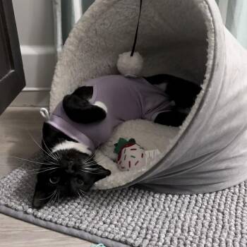 Luciana -  Domestic Short Hair Cat for Adoption in West Palm Beach, Florida - Luciana | PetCurious