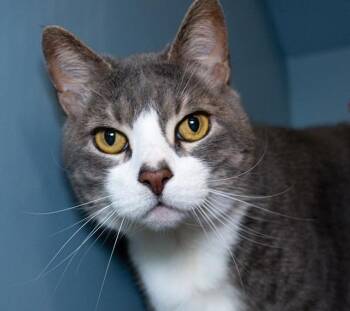 Domestic Short Hair Cats Available for Adoption in Boston, Massachusetts - LUCAS | PetCurious