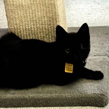 Bombay Cats Available for Adoption - Ziggy - One Eyed Sweetie | PetCurious
