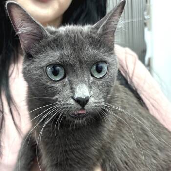 Rescue Domestic Short Hair Cats for Adoption in Cumming, Georgia - Billie (was Athena) | PetCurious