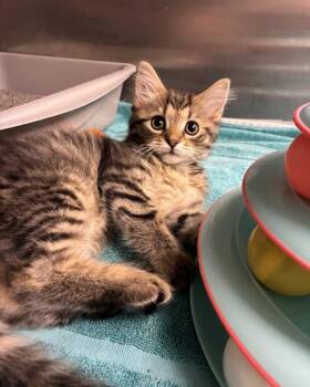 Temple (with Pollak) -  Domestic Medium Hair Cat for Adoption in Richmond, Virginia - Temple (with Pollak) | PetCurious