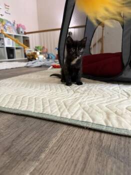 Oreo B -  Domestic Short Hair Cat Available for Adoption in Cary, North Carolina - Oreo B | PetCurious