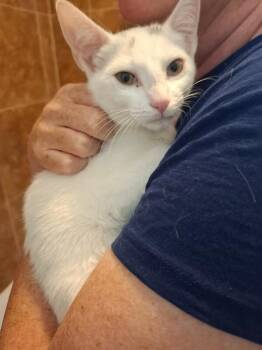 Gabby -  Domestic Short Hair Cat for Adoption in Fort Collins, Colorado - Gabby | PetCurious