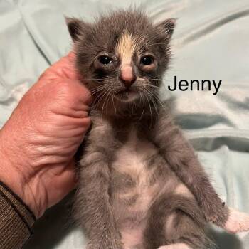 Domestic Short Hair Cats Available for Adoption in Greensboro, Georgia - Jenny | PetCurious