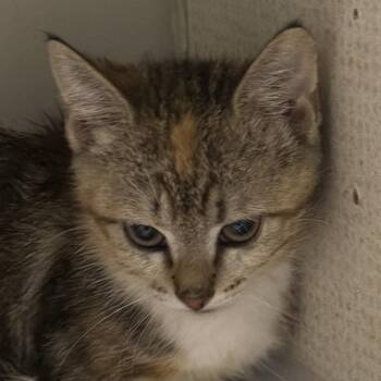 Domestic Short Hair Cats Available for Adoption in Yuma, Arizona - Cali | PetCurious