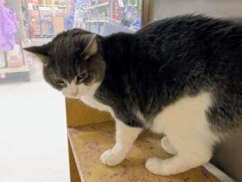 Geo -  Domestic Short Hair Cat Available for Adoption - Geo | PetCurious