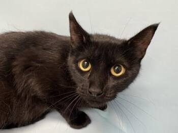 Izzy -  Domestic Short Hair Cat for Adoption in Woodbury, Minnesota - Izzy | PetCurious