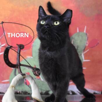 Domestic Short Hair Cats Available for Adoption in Las Vegas, Nevada - Thorn | PetCurious