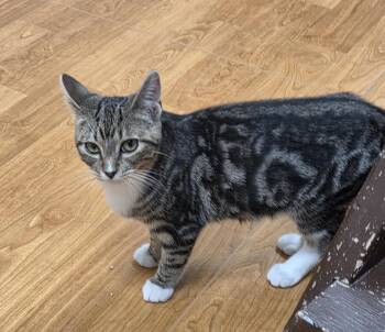 Domestic Short Hair Cats Available for Adoption in Mauston, Wisconsin - Hobbes | PetCurious