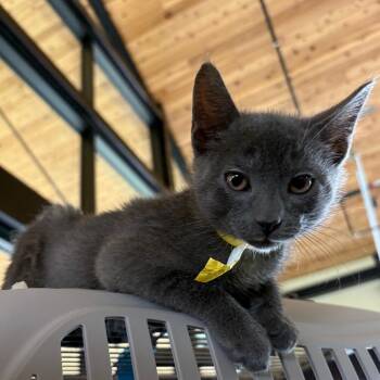 Mufasa -  Domestic Short Hair Cat for Adoption in Leander, Texas - Mufasa | PetCurious
