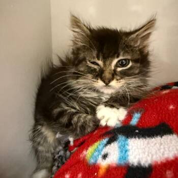 Tawny (purple collar) -  Domestic Medium Hair Cat for Adoption in Redwood City, California - Tawny (purple Collar) | PetCurious