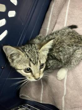 RAIN -  Domestic Short Hair Cat for Adoption in Long Beach, California - RAIN | PetCurious