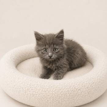 Dusty -  Domestic Medium Hair Cat for Adoption in Redwood Falls, Minnesota - Dusty | PetCurious