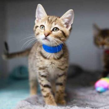 Quesadilla Jones -  Domestic Short Hair Cat for Adoption in Atlanta, Georgia - Quesadilla Jones | PetCurious