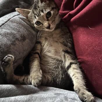 Tangelo -  Domestic Short Hair Cat for Adoption in Lakeland, Florida - Tangelo | PetCurious
