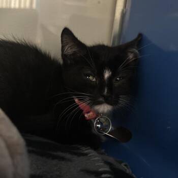 H213301 Kuromi -  Domestic Short Hair Cat for Adoption in Port Washington, New York - H213301 Kuromi | PetCurious