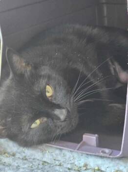 Domestic Short Hair Cats Available for Adoption in Seattle, Washington - Pettit | PetCurious
