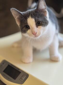 Rescue Domestic Short Hair Cats for Adoption in Irondequoit, New York - Geppetto | PetCurious