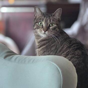 Domestic Short Hair Cats Available for Adoption - Sonata | PetCurious