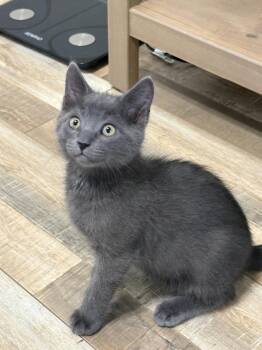 Hairy Pawter Breech -  Domestic Short Hair Cat for Adoption in Galt, California - Hairy Pawter Breech | PetCurious