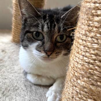 Rescue Domestic Short Hair Cats for Adoption in Fredericksburg, Virginia - Archmage Celindra | PetCurious