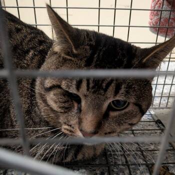 Bigfoot -  Domestic Short Hair Cat for Adoption in Dearborn, Michigan - Bigfoot | PetCurious