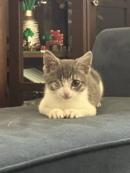 Rescue Domestic Short Hair Cats for Adoption in Fishers, Indiana - Celia Mae | PetCurious