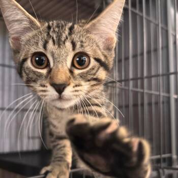 Duck -  Domestic Medium Hair Cat for Adoption in Pittsford, Vermont - Duck | PetCurious