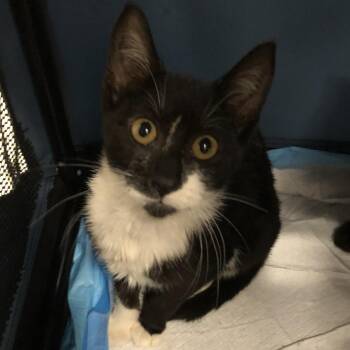 Sweet Cheeks -  Domestic Short Hair Cat for Adoption in Oak Park, Illinois - Sweet Cheeks | PetCurious