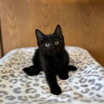 Loves--In Foster -  Domestic Short Hair Cat for Adoption in Fargo, North Dakota - Loves--In Foster | PetCurious