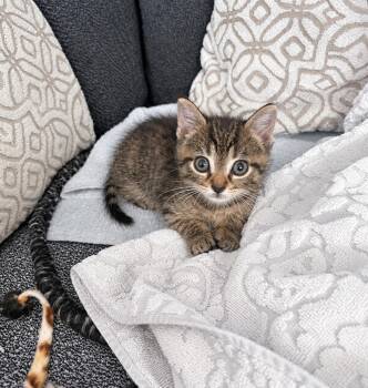 Tom -  Tabby Cat for Adoption in Pickerington, Ohio - Tom | PetCurious