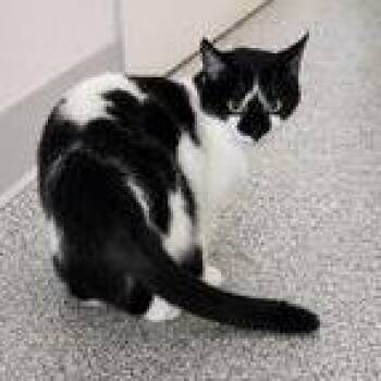 Dominic -  Domestic Short Hair Cat for Adoption in Knoxville, Tennessee - Dominic | PetCurious