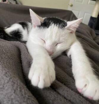 Astrid -  Domestic Short Hair Cat for Adoption in Delhi, New York - Astrid | PetCurious