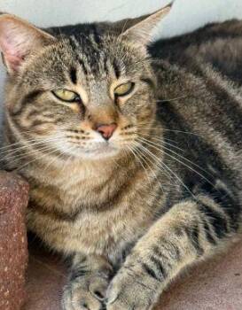 Rescue Tabby Cats for Adoption in Newburg, Missouri - MIssy | PetCurious