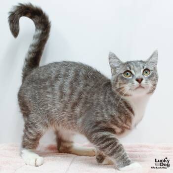 Rescue Domestic Short Hair and Tabby Cats for Adoption in Washington, District Of Columbia - Franco | PetCurious