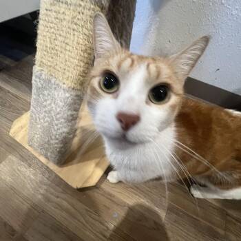 Rescue Domestic Short Hair Cats for Adoption in Rio Linda, California - Rascal | PetCurious