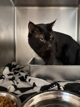 Frankenstein -  Domestic Short Hair Cat for Adoption in South Bend, Indiana - Frankenstein | PetCurious