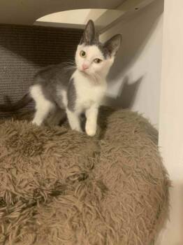 Rescue Domestic Short Hair Cats for Adoption in Fredericksburg, Virginia - Waz | PetCurious