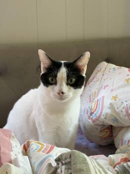 Ariel -  Domestic Short Hair Cat for Adoption in Columbia, South Carolina - Ariel | PetCurious
