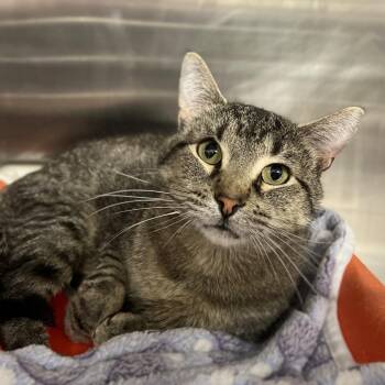 Domestic Short Hair Cats Available for Adoption in Salt Lake City, Utah - Haru | PetCurious