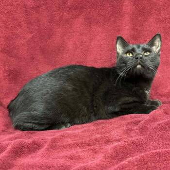 Rescue Domestic Short Hair Cats for Adoption in Waterloo, Iowa - Yoshi | PetCurious